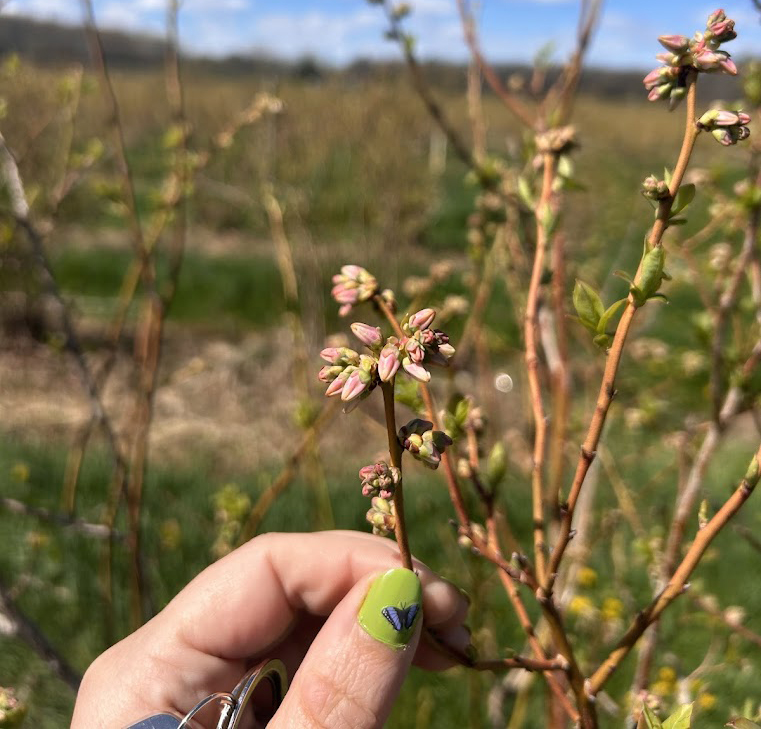 BluecropPawPAw_Cheyenne Sloan.jpg
